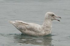 IcelandGull230913BF.jpg