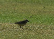 Yellow Wagtail_Girdle Ness_140913c.jpg