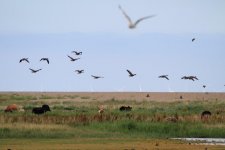 Cley nwt august 2013 (25).jpg