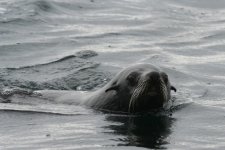 South American Fur Seal (Berkeley Sound) 2.jpg