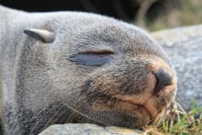 South American Fur Seal (Cape Pembroke) 02.jpg