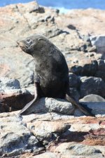 South American Fur Seal (Steeple Jason) 5.jpg