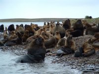 Southern Sea-Lion (Green Island) 2.JPG