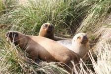 Southern Sea-Lion (Port William) 1.jpg