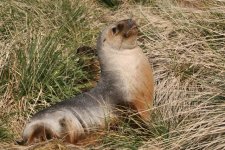 Southern Sea-Lion (Port William) 3.jpg