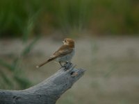 Woodchat shrike.jpg