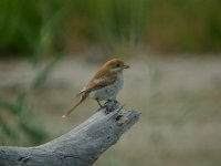 Woodchat shrike1.jpg