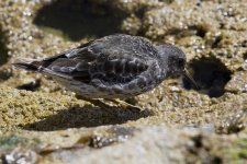 Purple Sandpiper_G9A7201.jpg