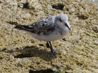 Sanderling_G9A7056.jpg