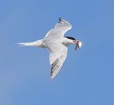 Common Tern_G9A7423.jpg