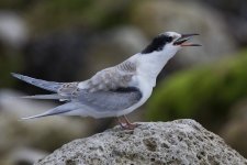 Common Tern_G9A7673.jpg