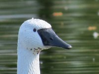 swan head.jpg