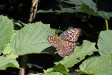 Silver-Washed Fritillary Valezina.jpg