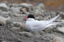 arctic tern nesting.JPG