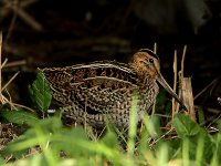 Great Snipe 5351.jpg