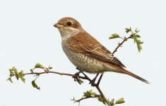 Red-backed Shrike Bowers Marsh 01092013 WEB 160.jpg