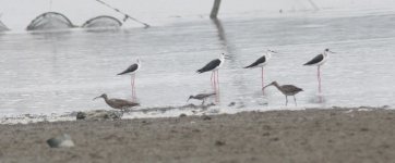 Grey-tailed Tattler 2.jpg