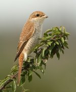 Red-backed Shrike Bowers Marsh 01092013 WEB 191.jpg