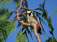 Great Spotted Woodpecker - Garden, 1st August 2013.jpg