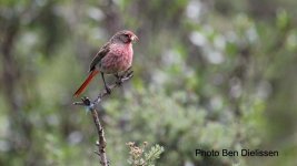 Pink-tailed Bunting.jpg