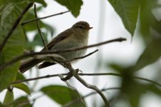 Iberian-Chiffchaff-Rame-11.jpg