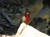 red-faced_rosefinch.jpg