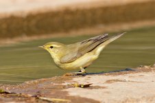 Willow-Warbler-(4)-web-smaller.jpg