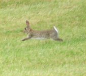 France Hare (1).jpg