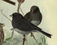 junco.jpg