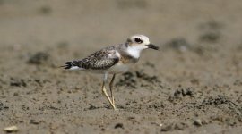 Greater Sand Plover 2.jpg