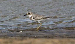 Greater Sand Plover.jpg