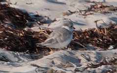 Plover_FSC_4637.jpg