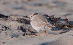 Plover_FSC_4638.jpg