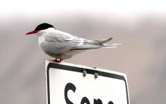 02 arctic tern on sign.jpg