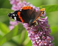 Red Admiral Buddleia 1 small.jpg