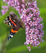 Red Admiral Buddleia 2 small.jpg