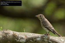 Asian Brown Flycatcher 2.jpg