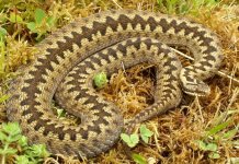 adder snake larch wood detling 030713bxxx.jpg