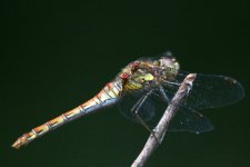 DSC07303 (2) dragonfly (1024x685).jpg