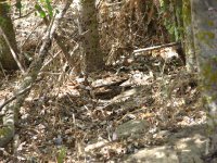 nightjar01.jpg