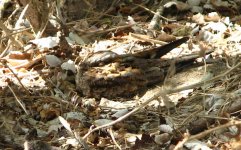 nightjar02.jpg