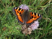 Small Tortoiseshell.jpg