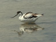 Avocet.JPG