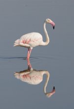 Flamingo.JPG