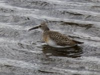 Curlew Sandpiper_G9A9198.JPG