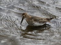 Dunlin_G9A9272.JPG