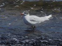 Med, Gull_G9A8655.JPG