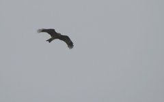 IMG_0432 Black Kite Tai O.jpg