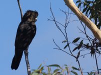 Glossy Black Cockatoo_Kings Tablelands_110713c.jpg