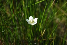 Beeston Common 3.9.13 1248.jpg